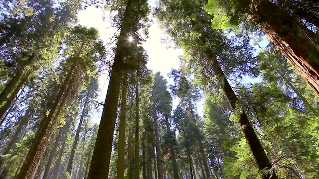 红杉国家公园全景图视频素材