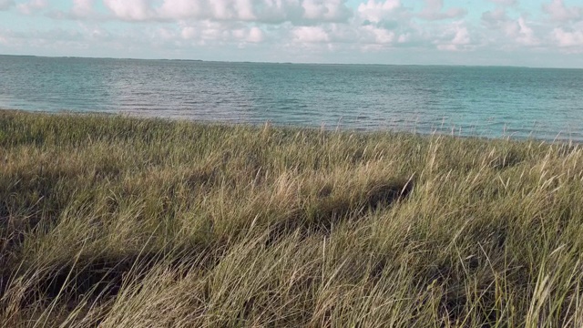 沙滩上的沙丘草视频素材