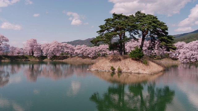 樱花和松树倒映在池塘里(延时/放大)视频素材
