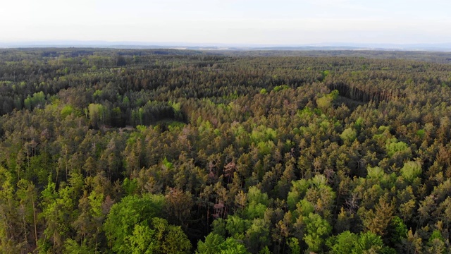 飞越树皮甲虫出没的森林，在中欧，干燥的针叶树和空地，自然灾害的危险视频下载