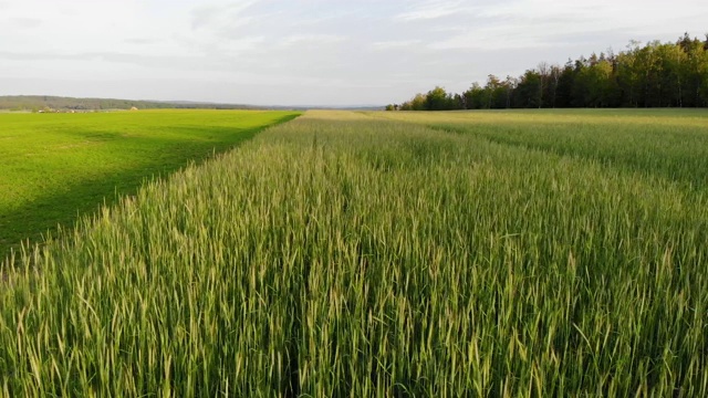 在中欧的一个农业地区，准备种植蔬菜的田地和有年轻谷物的田地之间的飞行视频下载