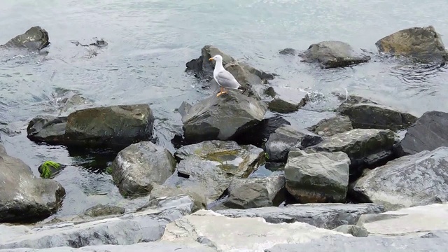 海边岩石上的海鸥视频素材