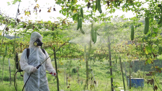 一位亚洲华人女农民穿着防护服在农场喷洒苦地植物进行消毒视频素材