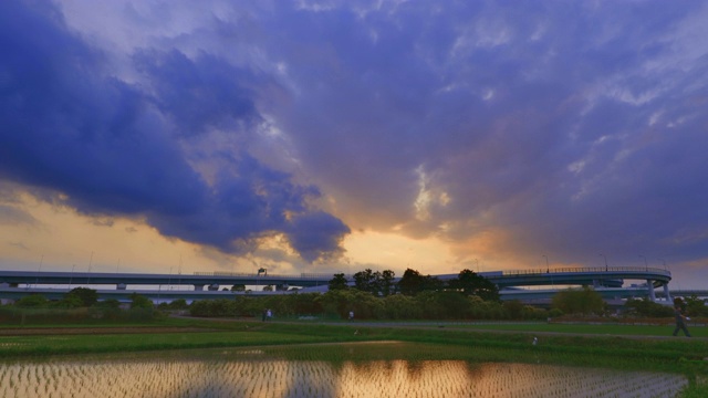 横滨郊区的稻田和日落时随风摇曳的稻谷视频下载