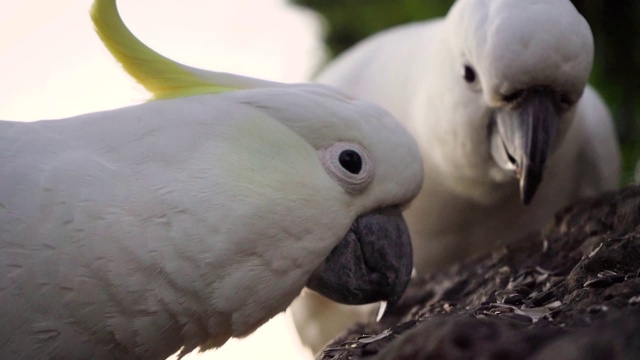 鹦鹉吃种子与他的伴侣在清晨澳大利亚昆士兰慢镜头4k视频视频下载