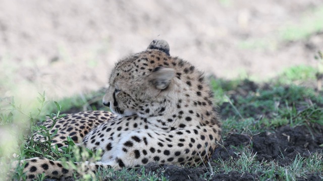 坦桑尼亚恩杜图，在灌木丛中休息的年轻猎豹视频素材