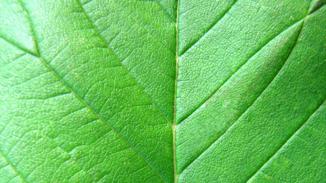 植物叶子表面的慢动作视频下载