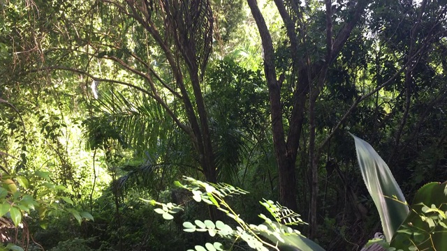 在Hanabanilla山倾斜繁茂的树叶视频素材