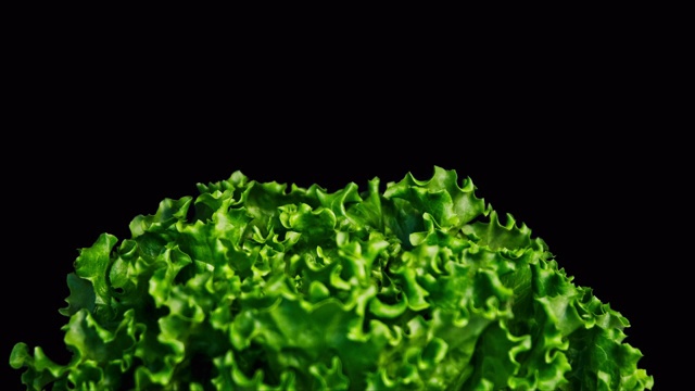 特写镜头与绿色生菜在底部与小叶运动和焦点前后视频素材
