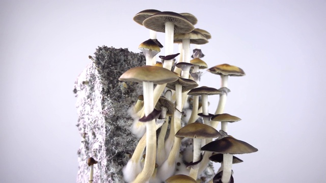 魔菇。蘑菇旋转。视频素材