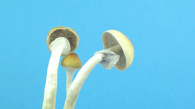 魔菇。蘑菇旋转的蓝色背景。视频素材