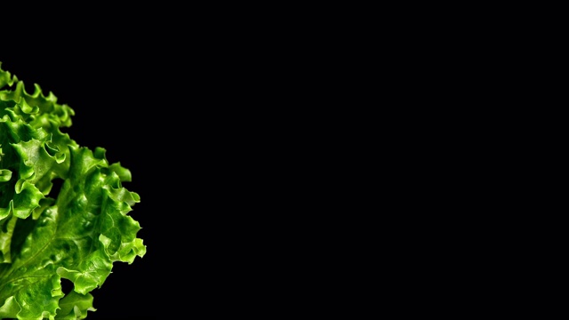 特写镜头与绿色生菜在左边与小叶运动和黑色背景视频素材