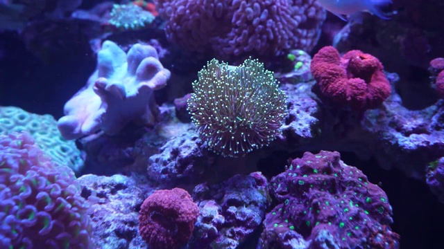 彩色珊瑚的近景特写视频下载