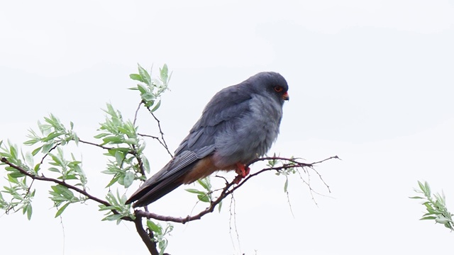 灰色的猛禽栖息在树枝上。红脚猎鹰视频素材