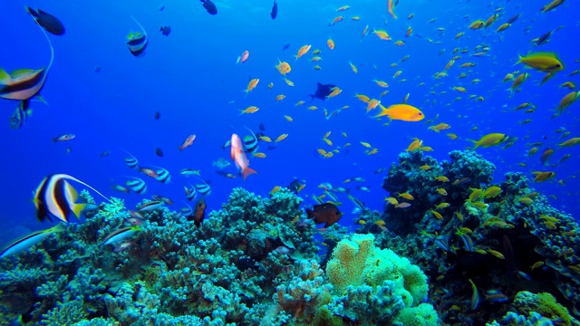 热带水下鱼，珊瑚，珊瑚礁视频下载