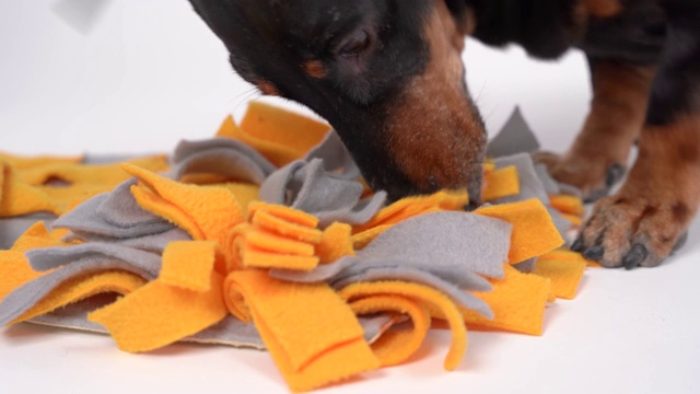 聪明的腊肠犬正在挖掘和嗅探，试图在柔软的可清洗的纺织鼻塞垫上找到干的食物来做鼻子工作。与宠物进行智力游戏和训练。视频下载