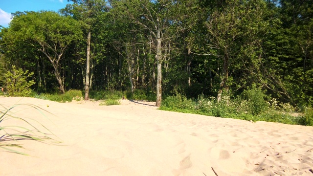 有森林生长在海岸沙丘上的沙滩视频素材