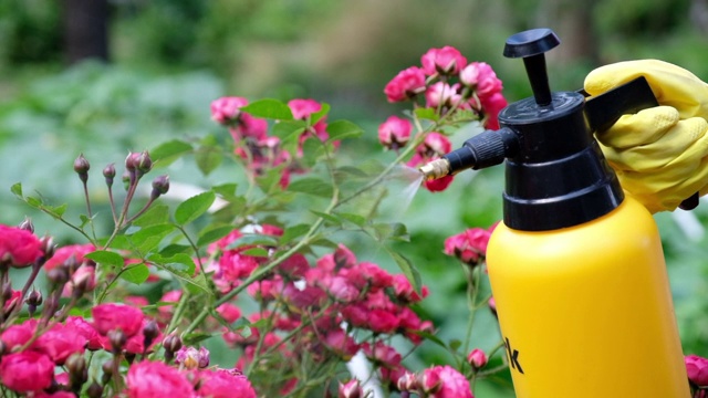 花园喷瓶杀虫剂，以控制害虫和植物疾病。视频素材