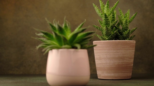 室内植物多汁的粉红色陶瓷盆在棕色的背景。焦点从一种植物转移到另一种植物，然后再转移回来。视频下载
