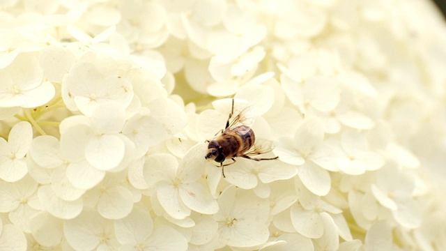 摘菊花粉视频素材