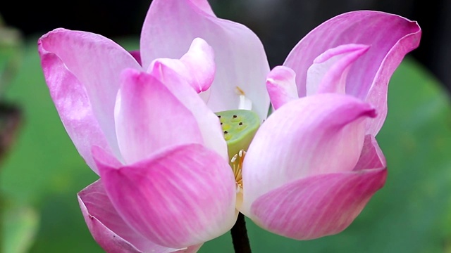 自然光线下的粉色荷花和叶子，背景视频素材