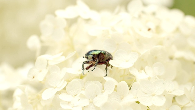 甲虫在菊花视频素材