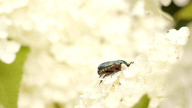 甲虫在菊花视频素材