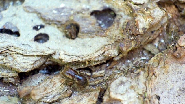 云杉树皮甲虫的闪亮壳视频素材