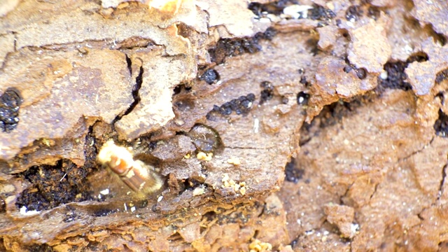 近距离观察小云杉树皮甲虫视频素材