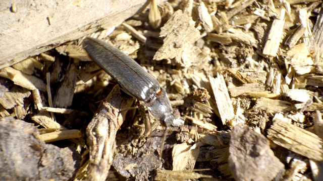 近距离观察一只大云杉树皮甲虫视频素材