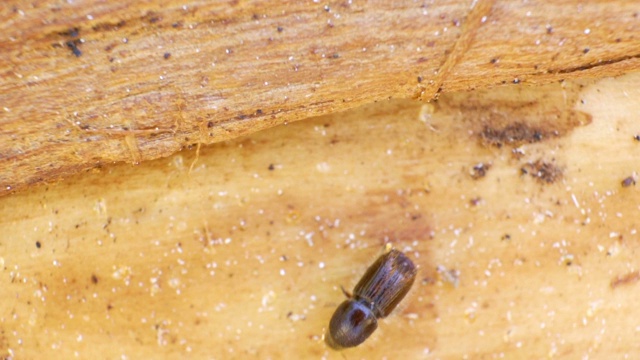 一只云杉树皮甲虫正爬在树干上视频素材