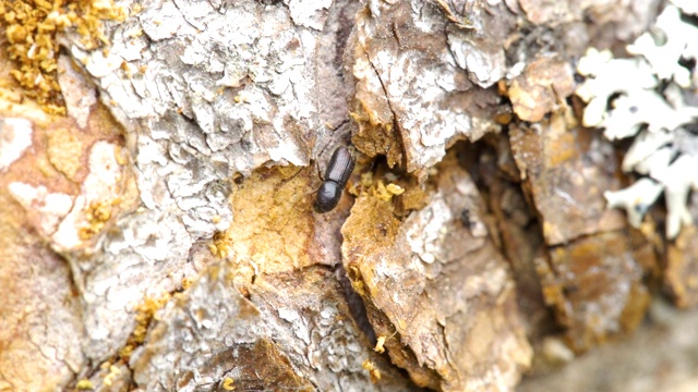 一只在树干上爬行的小黑甲虫视频素材