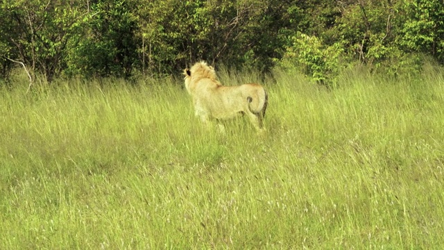 狮子在野外-多次射击- 4k视频素材