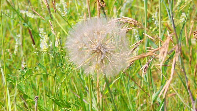 蒲公英种子头随着风在绿色的背景草视频素材