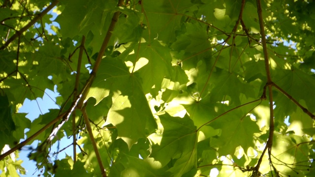 阳光照在枫树的绿叶上视频下载