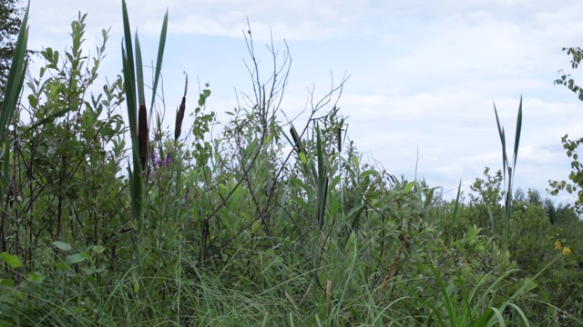 沼泽生活的动植物视频素材