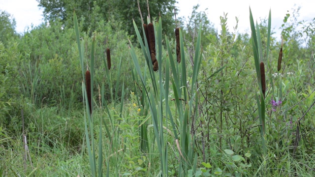 沼泽生活的动植物视频素材