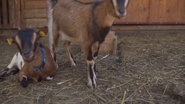 山羊在村舍的后院休息视频素材