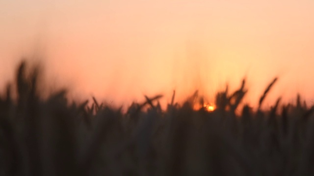 晨曦照耀着麦穗。视频素材