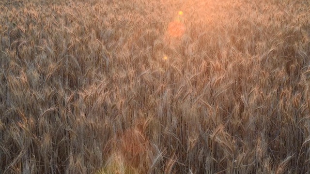 晨曦照耀着麦穗。视频素材