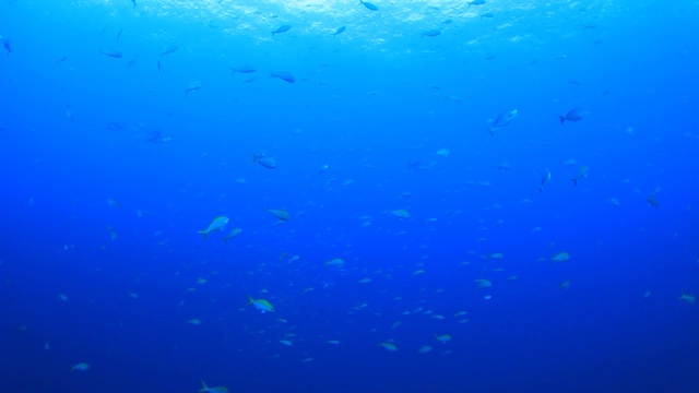 鱼在海洋水下视频视频素材