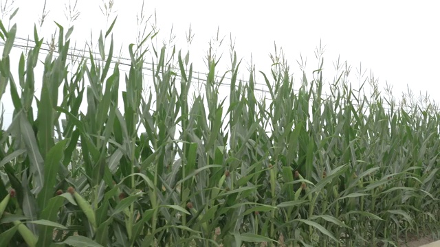 夏天种植玉米，农村农作物视频素材