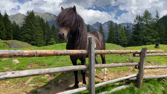奥地利杜伊茨卡湖牧场上的马。视频下载