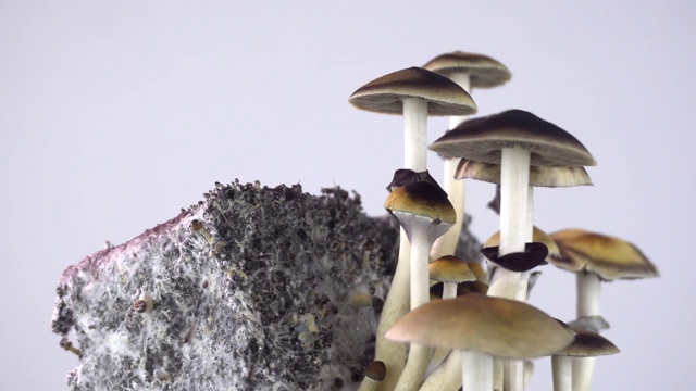 魔菇。蘑菇旋转。视频素材