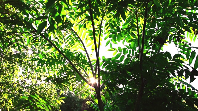 追踪美丽的树冠在背景阳光视频素材