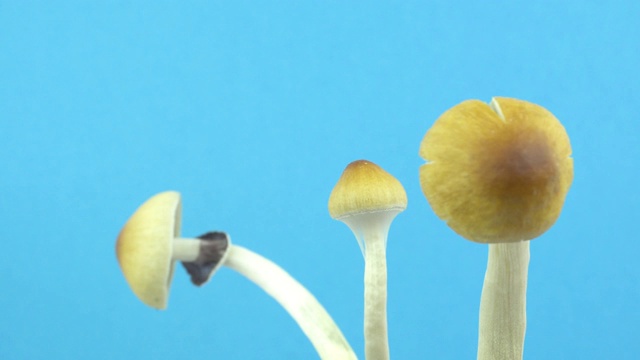 魔菇。蘑菇旋转的蓝色背景。视频素材