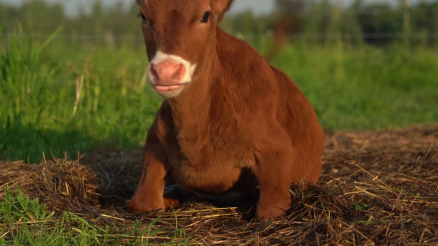 在田野里吃草的小牛的画像。农村在夏天。视频下载