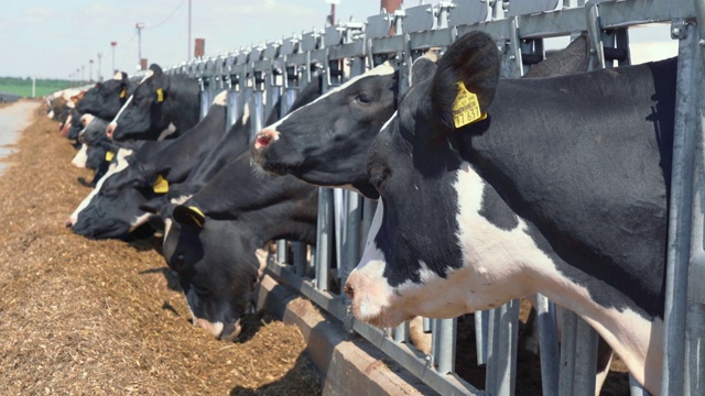 奶牛在户外的谷仓里吃干草。奶牛的饲养和饲养视频下载