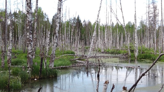 淹没了森林。水中桦树的树干。慢动作视频素材