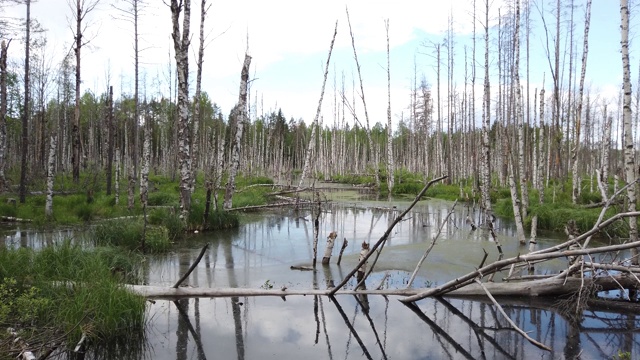 淹没了森林。水中桦树的树干。视图从下往上移动视频素材